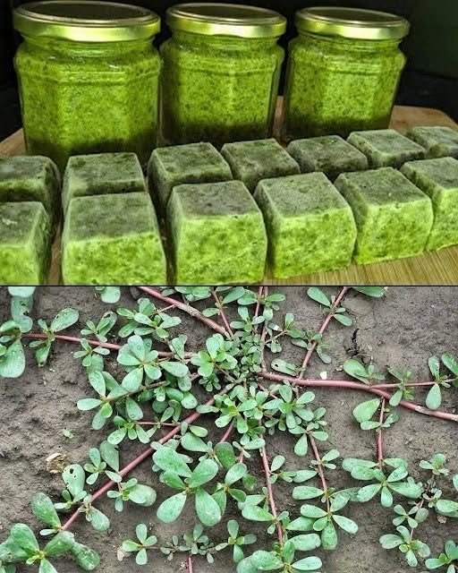 Never step on this weed; it’s considered a ‘gold mine’ in the garden
