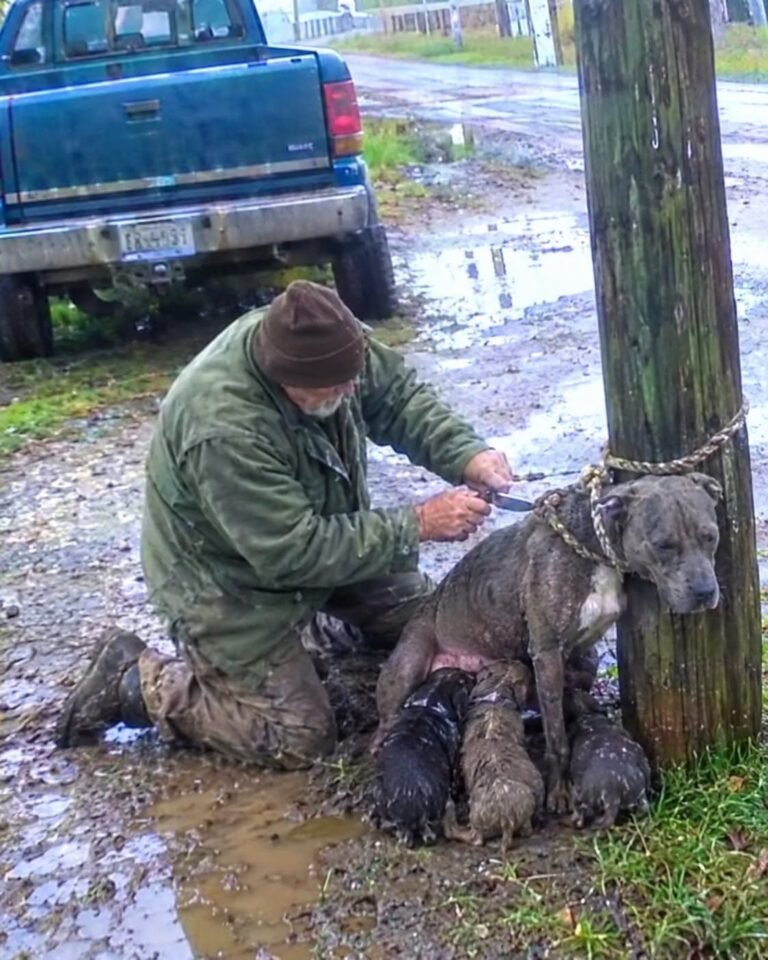 Old Vegetable Seller Cut A Rope From A Starving Mother Dog