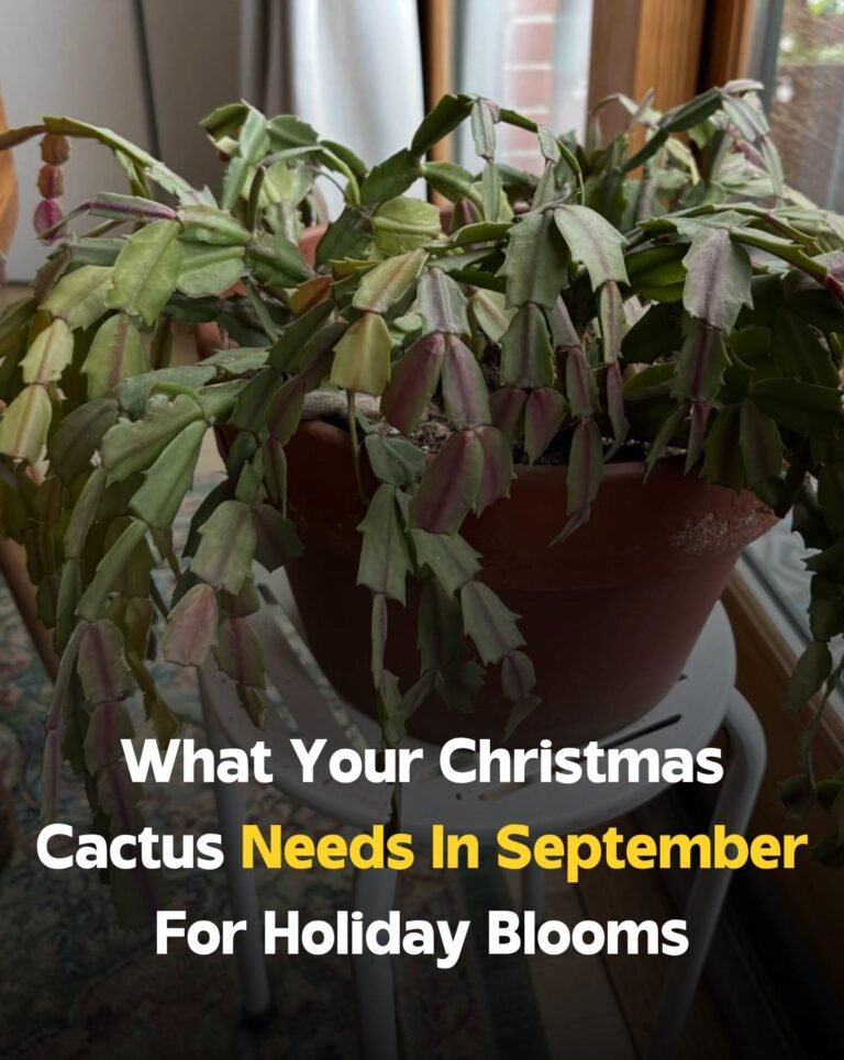 This Easy January Trick Brings Christmas Cactus Back Into Bloom