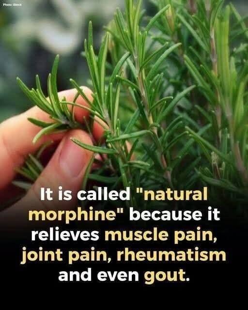 This herb it’s called “natural morphine”, it relieves muscle pain and rheumatism