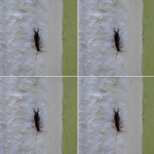 If You Find This Insect in Your Home, Here’s What It Could Mean