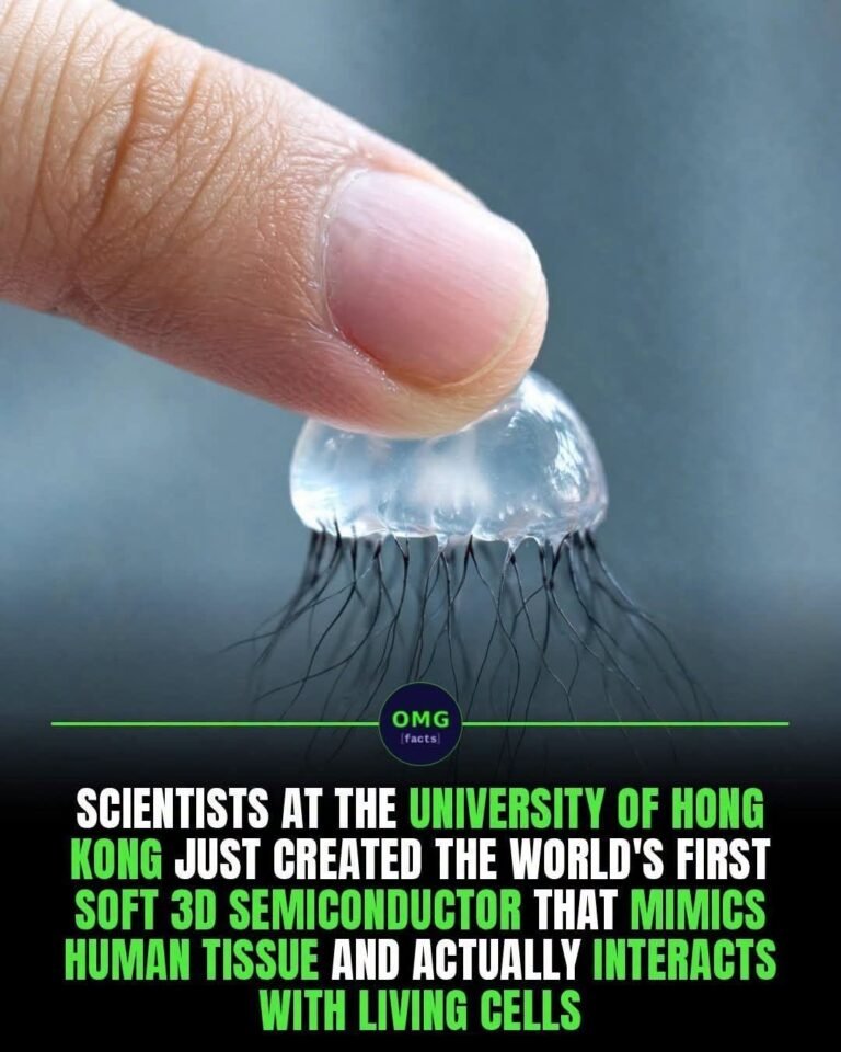 A Breakthrough in Bioelectronics: The Soft Semiconductor That Could Change How Machines Connect With the Human Body