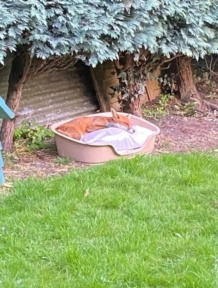 A Woman Gave a Wild Fox a Dry Place to Sleep — Then Faced Criticism for Trying to Help Him